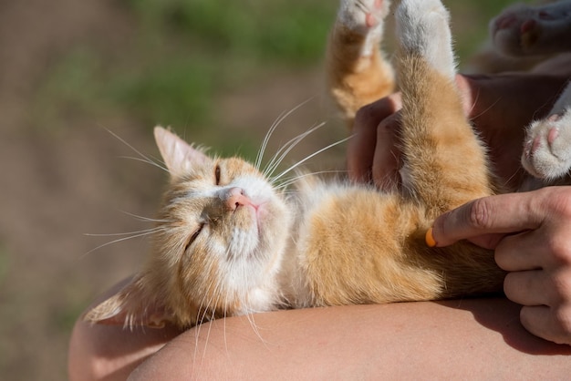 Pequeño gatito lindo que duerme en las rodillas del dueño