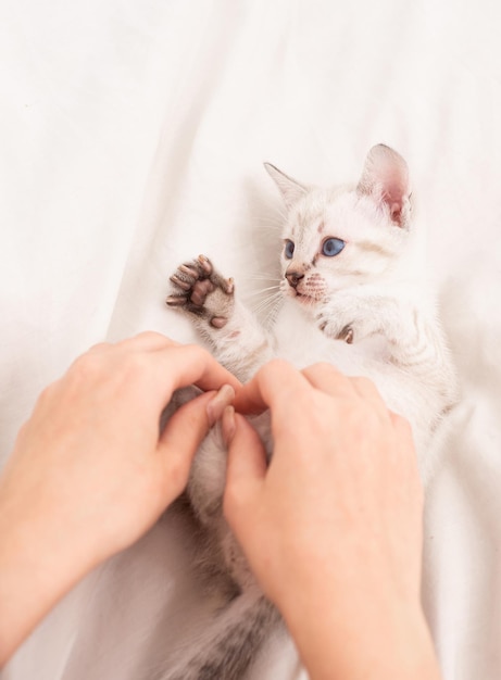 Foto pequeño gatito lindo relajarse. gato bebé. lindo gatito blanco. tierna y encantadora. gatito blanco jugando con manos femeninas. concepto de mascota. comparte amor. hogar acogedor. juega con gatito. cuidado y amor. tienda veterinaria.