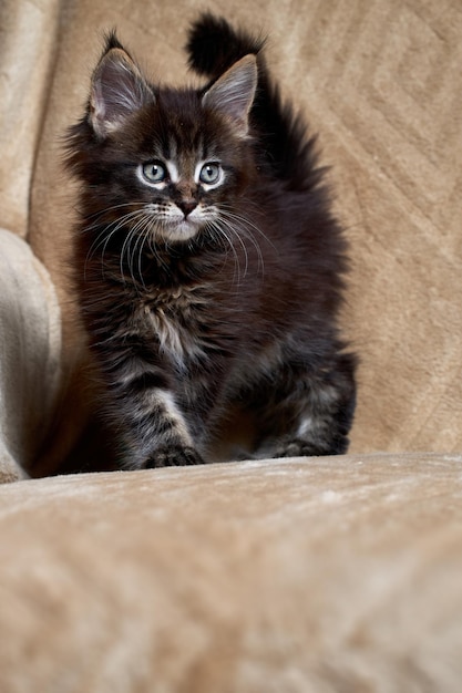 El pequeño gatito Maine Coon está jugando. Retrato gatito con borlas en las orejas