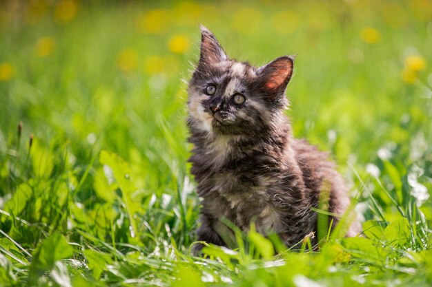 Pequeño gatito de Maine Coon manchado de gris juguetón y esponjoso camina sobre hierba verde