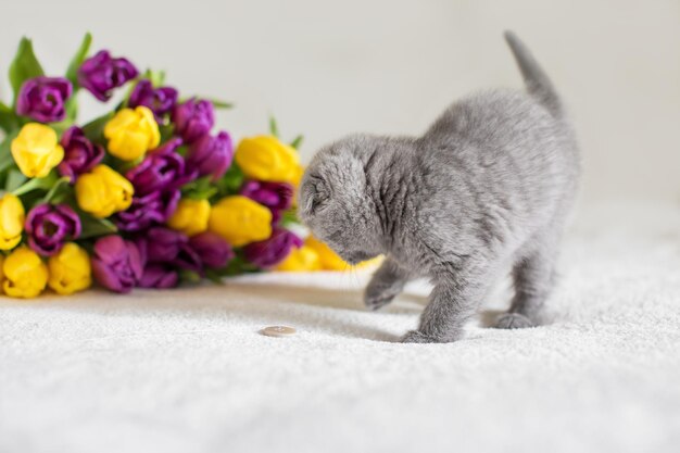 Pequeño gatito Maine Coon rojo jugando con la flor en el dormitorio