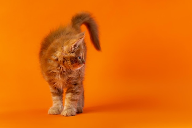 Pequeño gatito de Maine Shag de color rojo atigrado clásico de pie con la cola hacia arriba sobre fondo naranja