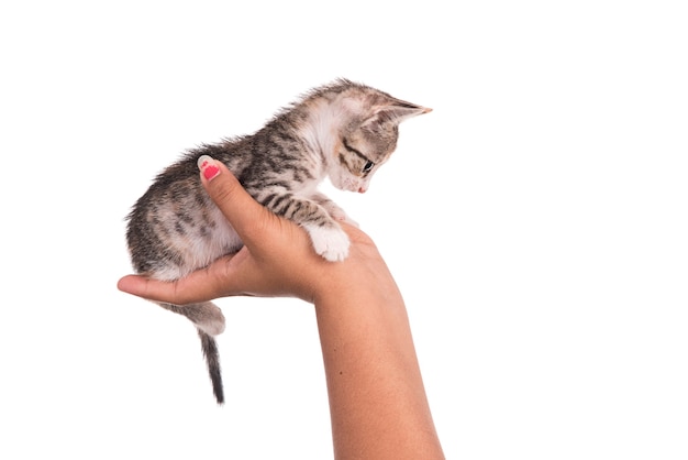 Pequeño gatito en mano humana sobre fondo blanco.