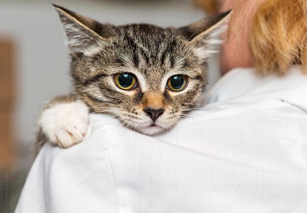 Pequeño gatito en manos del doctor