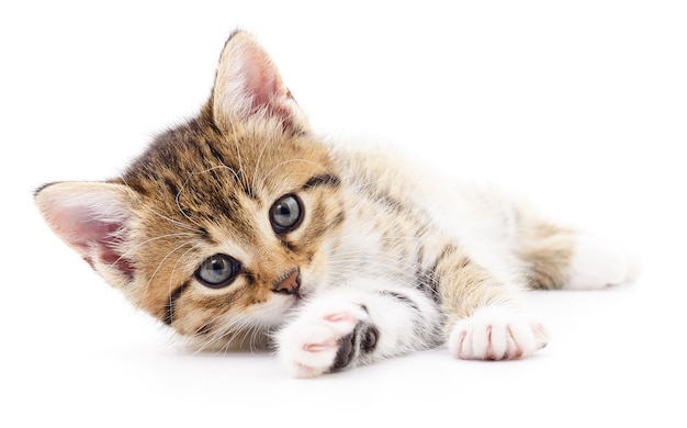 Pequeño gatito marrón aislado en blanco