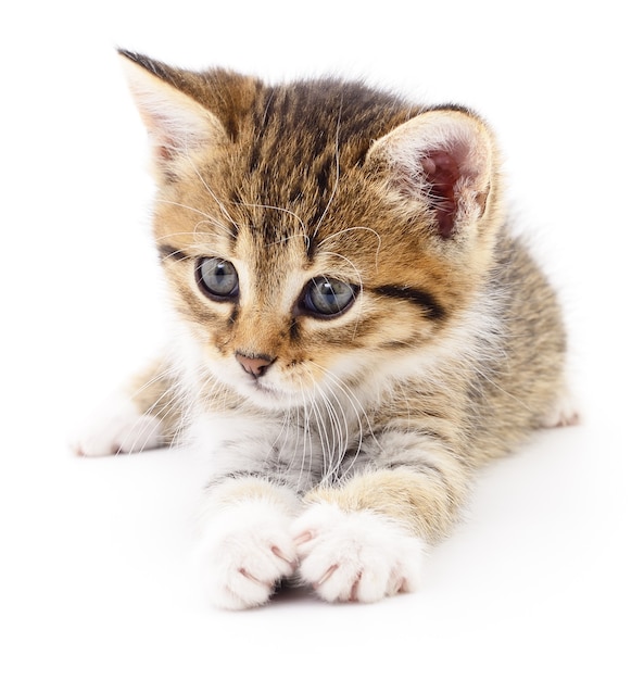 Pequeño gatito marrón aislado en blanco