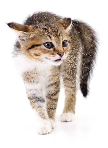 Pequeño gatito marrón aislado sobre fondo blanco.