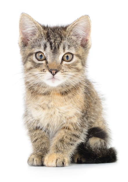 Pequeño gatito marrón aislado sobre fondo blanco.