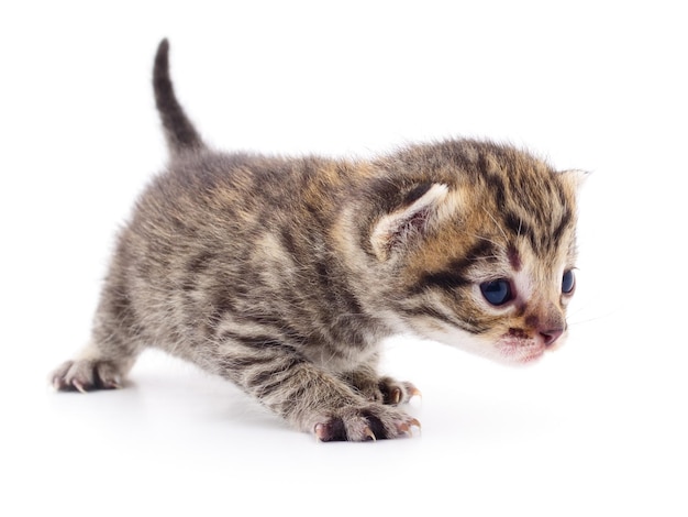 Pequeño gatito marrón aislado sobre fondo blanco.