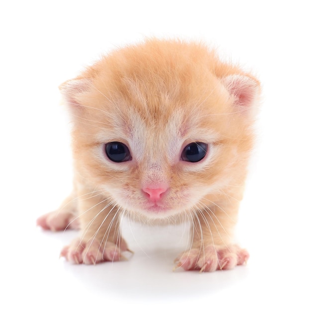 Pequeño gatito marrón aislado sobre fondo blanco.