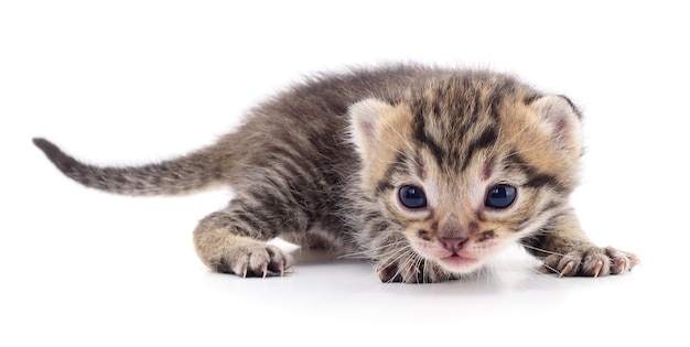 Pequeño gatito marrón aislado sobre fondo blanco.