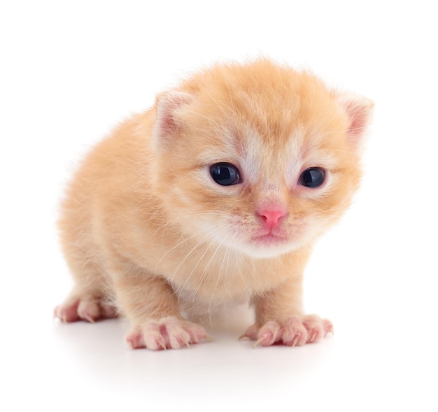 Pequeño gatito marrón aislado sobre fondo blanco.