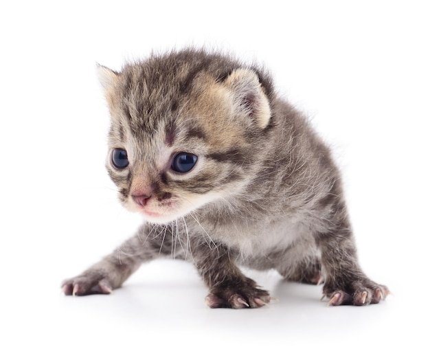 Pequeño gatito marrón aislado sobre fondo blanco.