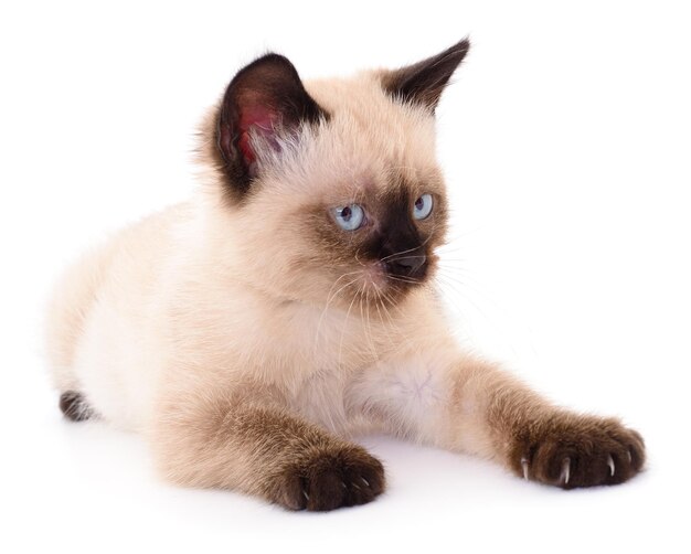 Pequeño gatito marrón aislado sobre fondo blanco