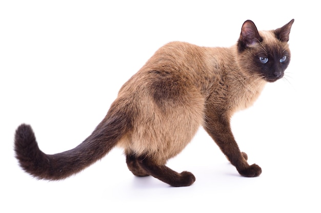 Pequeño gatito marrón aislado sobre fondo blanco.