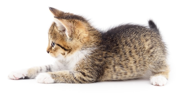 Pequeño gatito marrón aislado