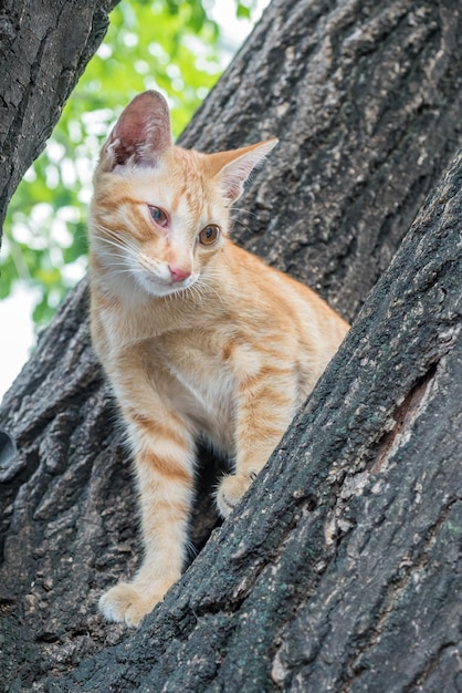 Pequeño gatito marrón dorado lindo en el enfoque selectivo del árbol al aire libre en su ojo