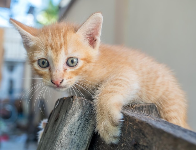 Pequeño gatito marrón dorado lindo con ojos azules en el patio trasero de la casa al aire libre enfoque selectivo en su ojo