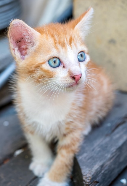 Pequeño gatito marrón dorado lindo con ojos azules en el patio trasero de la casa al aire libre enfoque selectivo en su ojo