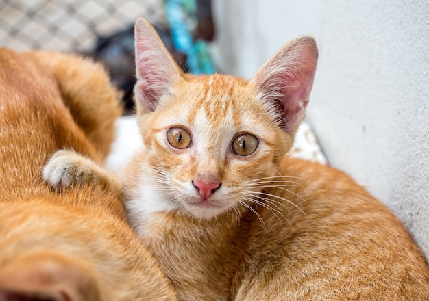 Pequeño gatito marrón dorado lindo en posición de relajación en el jardín del patio trasero al aire libre enfocado en su ojo