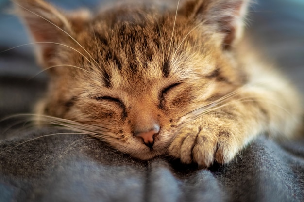 Pequeño gatito marrón con los ojos cerrados de cerca. El gatito esta durmiendo