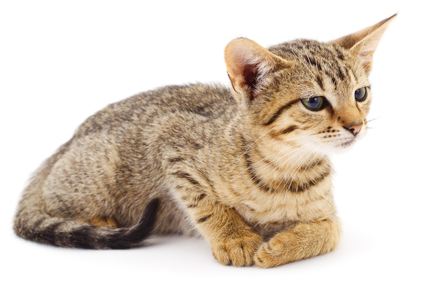 Pequeño gatito marrón