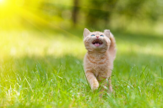 Pequeño gatito maullando caminando sobre la hierba