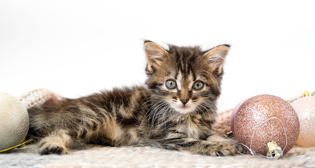 Pequeño gatito miente y juega con bolas de Navidad.