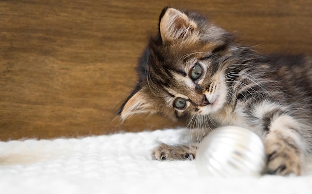 Pequeño gatito miente y juega con bolas de Navidad