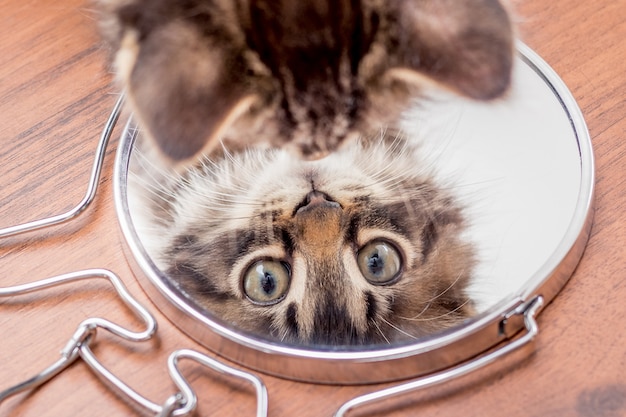 Un pequeño gatito se mira en el espejo, la vista superior. Muestra gatitos en el espejo