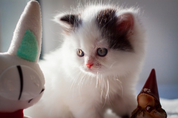 Pequeño gatito mirando un juguete