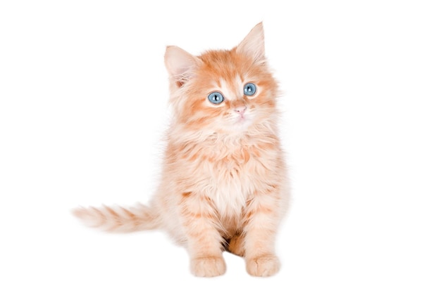 pequeño gatito naranja con ojos azules aislado