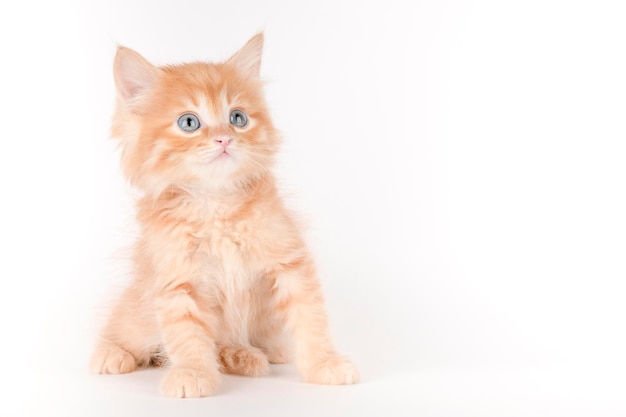 un pequeño gatito naranja se sienta sobre un fondo claro