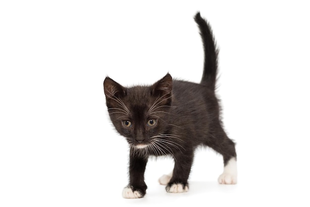 Pequeño gatito negro con manchas blancas