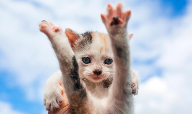 Un pequeño gatito con ojos azules con las patas en las manos contra un cielo azul con nubes