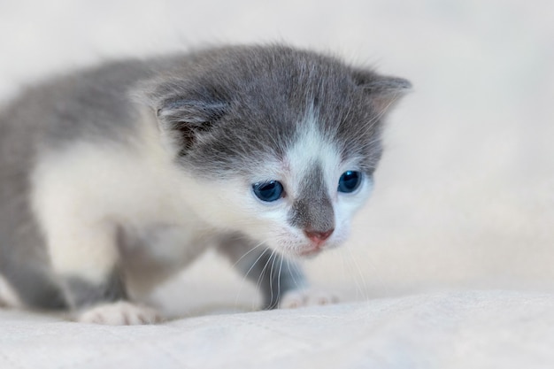 Pequeño gatito con ojos azules sobre un fondo claro, retrato de un pequeño gato de cerca