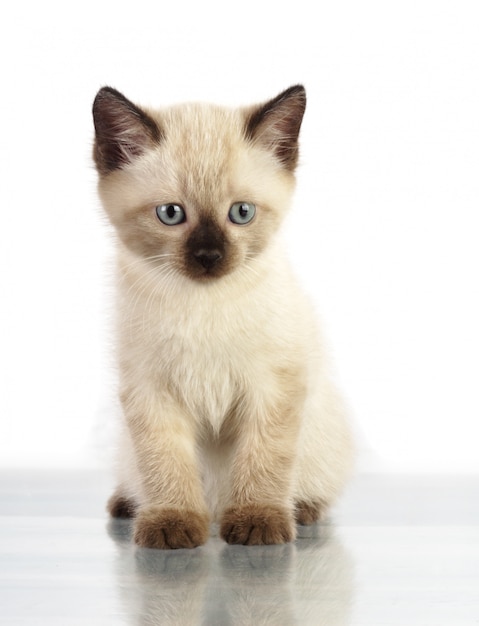 Foto pequeño gatito en la pared blanca