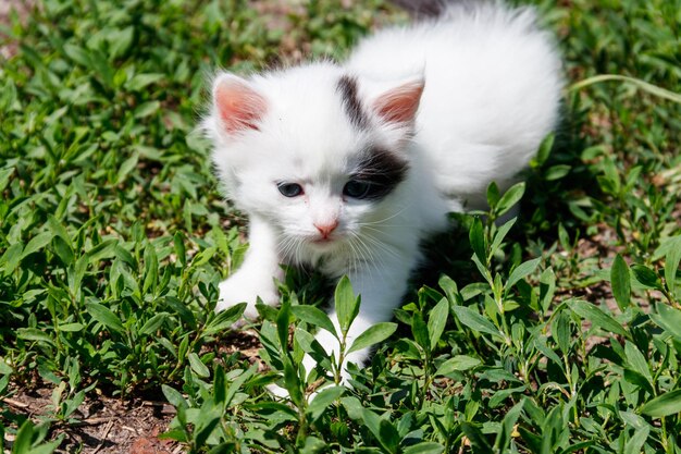 Pequeño gatito en pasto verde