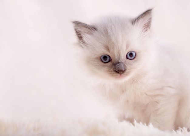 Pequeño gatito ragdoll con ojos azules en cuello rosa sentado sobre un fondo beige