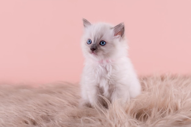 Pequeño gatito ragdoll con ojos azules en cuello rosa sentado sobre un fondo rosa