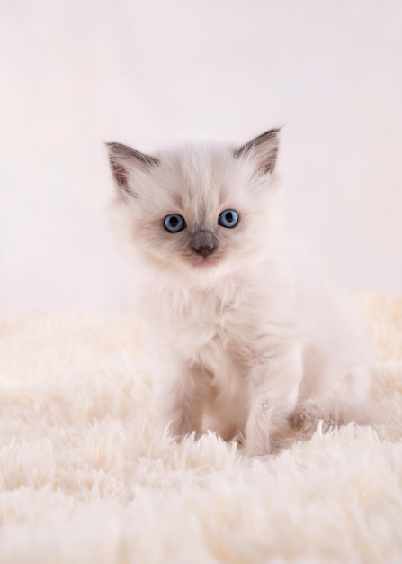 Pequeño gatito ragdoll con ojos azules sentado sobre un fondo beige Foto de alta calidad