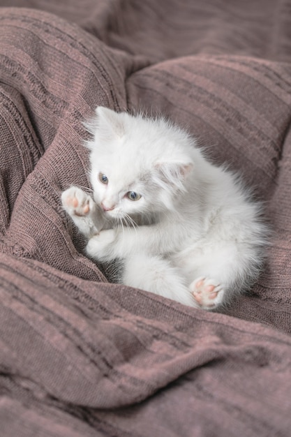 Pequeño gatito rayado blanco acostado en la canasta sobre una manta. Concepto de lindo gato mascota adorable