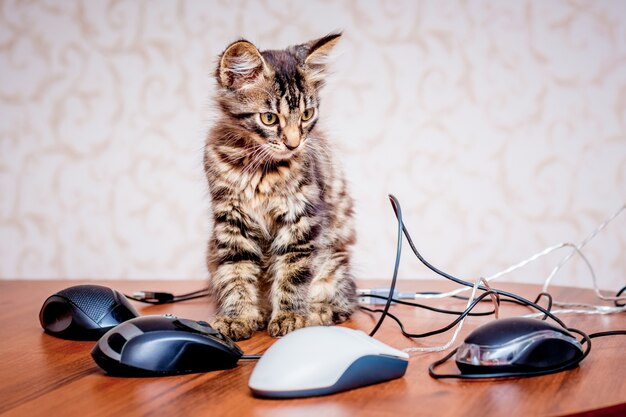 Un pequeño gatito rayado cerca de un ratón de computadora. Trabajar en la oficina en la computadora