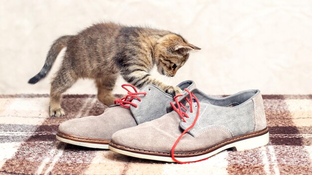 Un pequeño gatito rayado está jugando con zapatos.