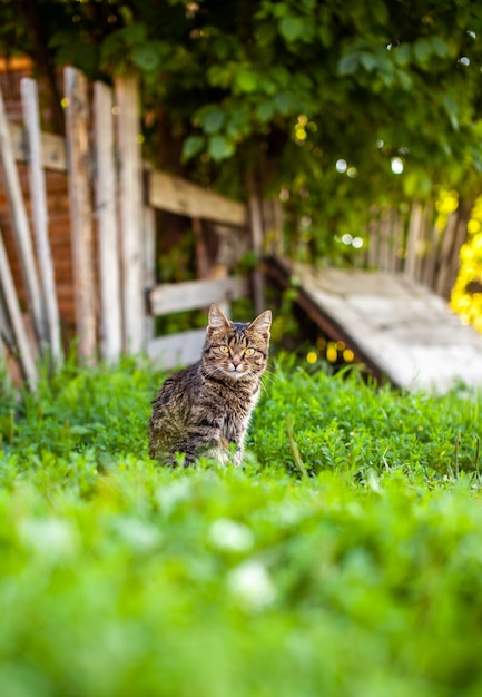 Un pequeño gatito rayado está sentado sobre la hierba verde y está mirando a la cámara. Un gatito está sentado en el pueblo cerca de una valla de madera.