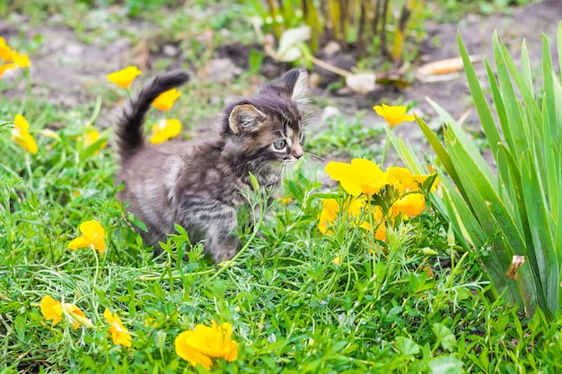 Un pequeño gatito rayado entre flores amarillas en un jardín de flores