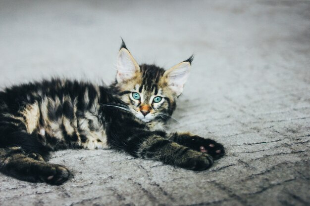 Pequeño gatito rayado gris acostado en el piso y mirando a la cámara