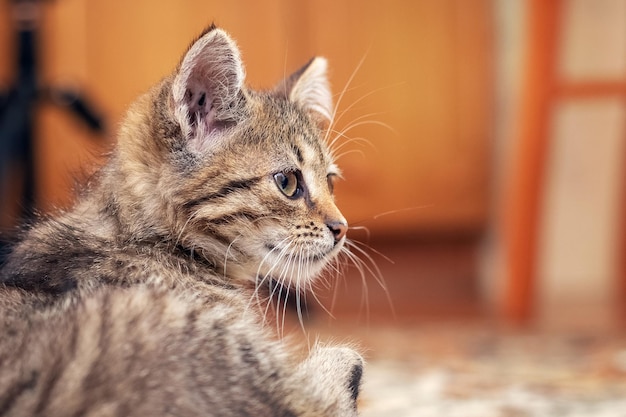 Pequeño gatito rayado en la habitación Retrato de un gatito de perfil