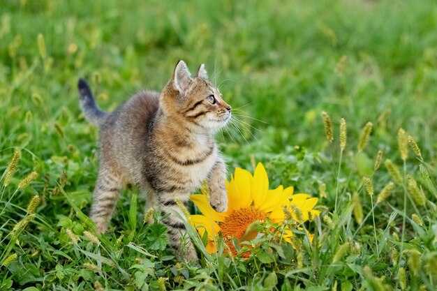 Pequeño gatito rayado lindo en el jardín cerca de la flor de girasol