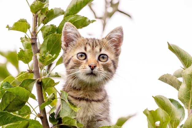 Pequeño gatito rayado en lo alto de un árbol